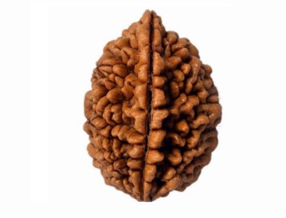 Manufacturer, Exporter, Importer, Supplier, Wholesaler, Retailer, Trader of Ek Mukhi Rudraksha in Uttar Pradesh, Noida, India.