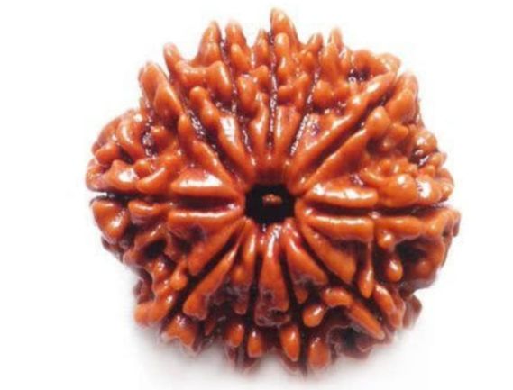 Manufacturer, Exporter, Importer, Supplier, Wholesaler, Retailer, Trader of 11 Mukhi Rudraksha in Uttar Pradesh, Noida, India.