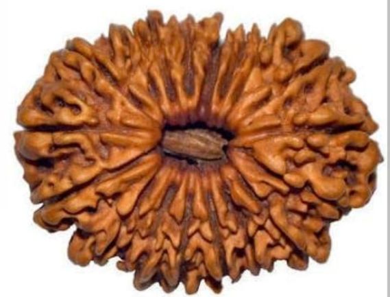 Manufacturer, Exporter, Importer, Supplier, Wholesaler, Retailer, Trader of 18 Mukhi Rudraksha in Uttar Pradesh, Noida, India.