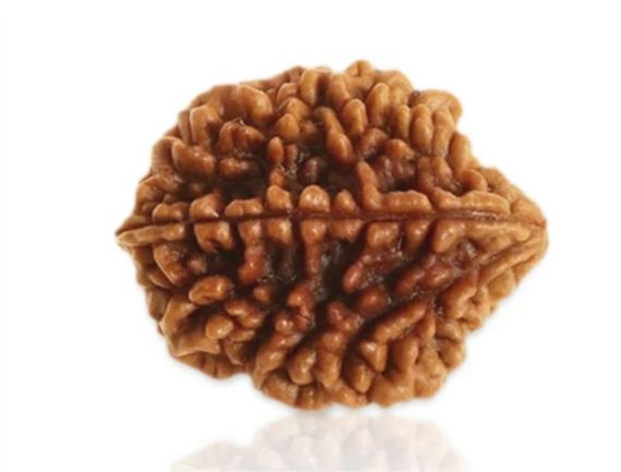 Manufacturer, Exporter, Importer, Supplier, Wholesaler, Retailer, Trader of 2 Mukhi Rudraksha in Uttar Pradesh, Noida, India.