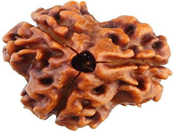 Manufacturer, Exporter, Importer, Supplier, Wholesaler, Retailer, Trader of 3 Mukhi Rudraksha in Uttar Pradesh, Noida, India.