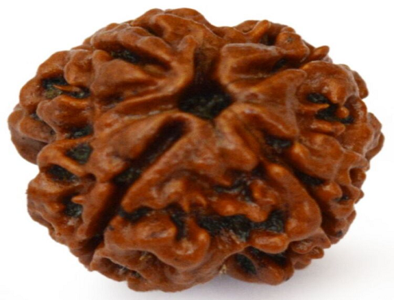 Manufacturer, Exporter, Importer, Supplier, Wholesaler, Retailer, Trader of 4 Mukhi Rudraksha in Uttar Pradesh, Noida, India.