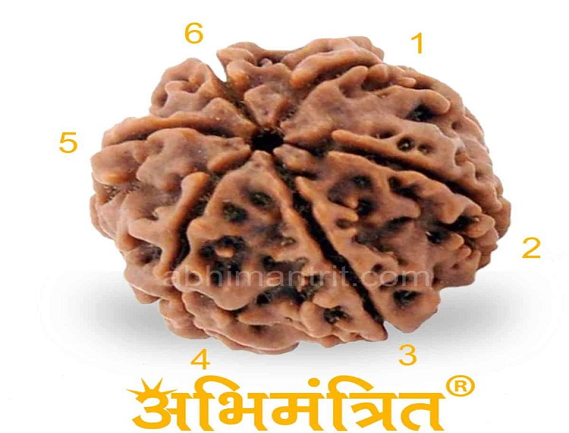 Manufacturer, Exporter, Importer, Supplier, Wholesaler, Retailer, Trader of 6 Mukhi Rudraksha in Uttar Pradesh, Noida, India.