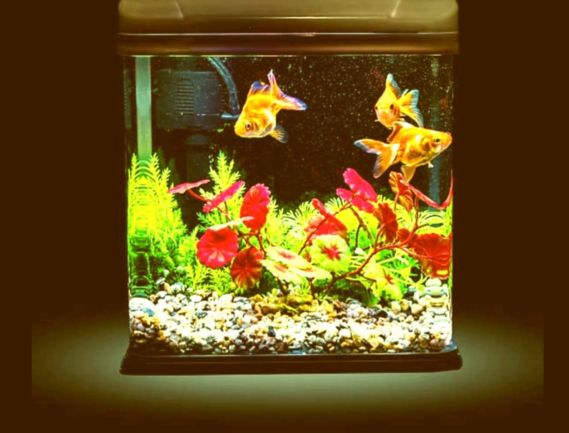 Manufacturer, Exporter, Importer, Supplier, Wholesaler, Retailer, Trader of Fish Tank in Uttar Pradesh, Noida, India.