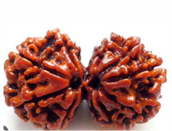 Manufacturer, Exporter, Importer, Supplier, Wholesaler, Retailer, Trader of Gauri Shankar Rudraksha in Uttar Pradesh, Noida, India.