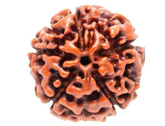 Manufacturer, Exporter, Importer, Supplier, Wholesaler, Retailer, Trader of Panchmukhi Rudraksha in Uttar Pradesh, Noida, India.