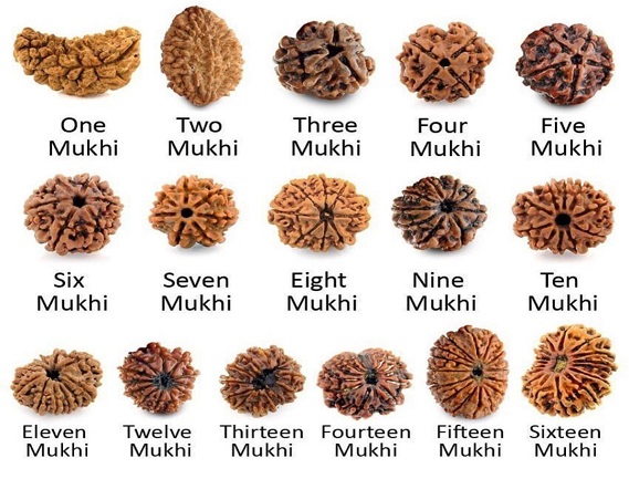 Manufacturer, Exporter, Importer, Supplier, Wholesaler, Retailer, Trader of Rudraksha in Uttar Pradesh, Noida, India.